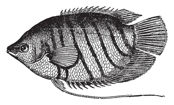 Goramy Est Une Espèce Grand Gourami Originaire Asie Sud Est — Image vectorielle