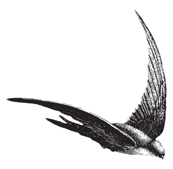 Salangane Καταπίνει Αναγνωρίζεται Από Τους Μακριά Δειγμένα Φτερά Διχαλωτή Ουρά — Διανυσματικό Αρχείο