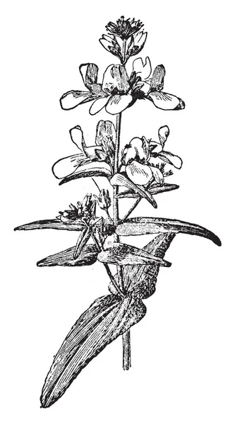 Collinsia Género Botânico Pertencente Família Asteraceae —  Vetores de Stock