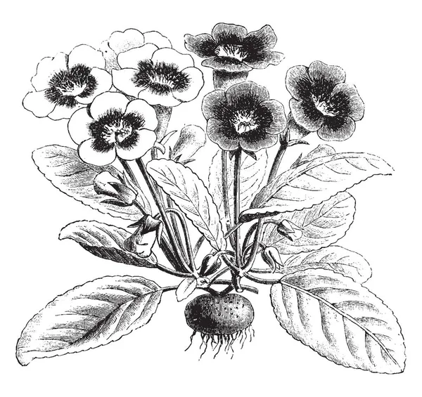 这个数字是一种大岩桐 Diversiflora 的侏儒 这朵花是一种混合 这很可能源自花园 复古线条画或雕刻插图 — 图库矢量图片