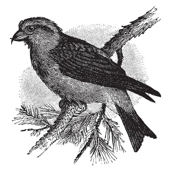 Crossbill 是一只鸟 其中每一个下颌的法案是横向偏转 复古线条画或雕刻插图 — 图库矢量图片