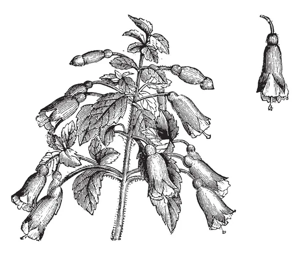 Fuchsie Microphylla Opadavý Keř Rostoucí Střední Rychlostí Době Květu Září — Stockový vektor