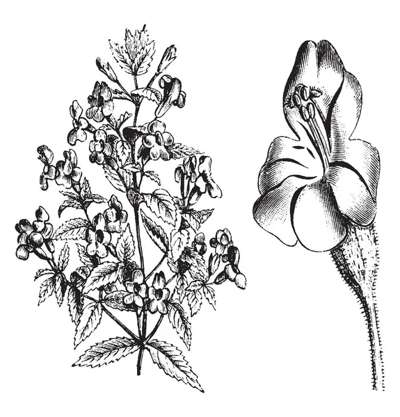 Mimulus 罗贝力是 Phrymaceae 的家族 主要在太平洋西北部通过俄勒冈州西南部发现 是一朵鲜艳的红花 它们基本上是由蜜蜂和蜂鸟授粉的蜂蜜植物 复古线条画或雕刻插图 — 图库矢量图片