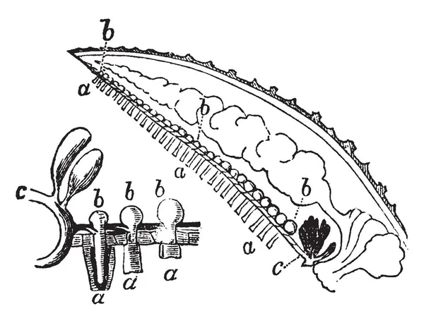 Амбулакра Звездных Рыб Видно Продольной Вертикальной Части Одного Лучей Три — стоковый вектор