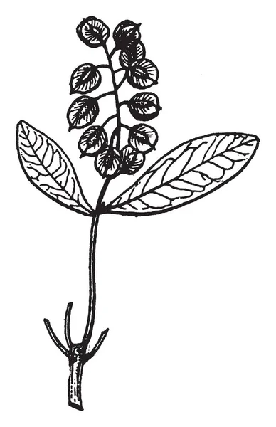 Zwei Blätter Mit Vielen Blüten Entgegengesetztem Paar Auf Einem Zweig — Stockvektor