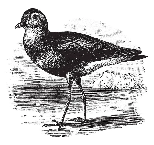 Dotterel Pequeno Wader Família Plover Pássaros Desenho Linha Vintage Gravura —  Vetores de Stock
