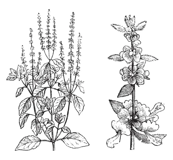 图片显示了甜罗勒植物 它是一个医疗设备 它是无处不在 主要是在我们家的前面 它也被称为罗勒罗勒和它的叶子是小 复古线条画或雕刻插图 — 图库矢量图片