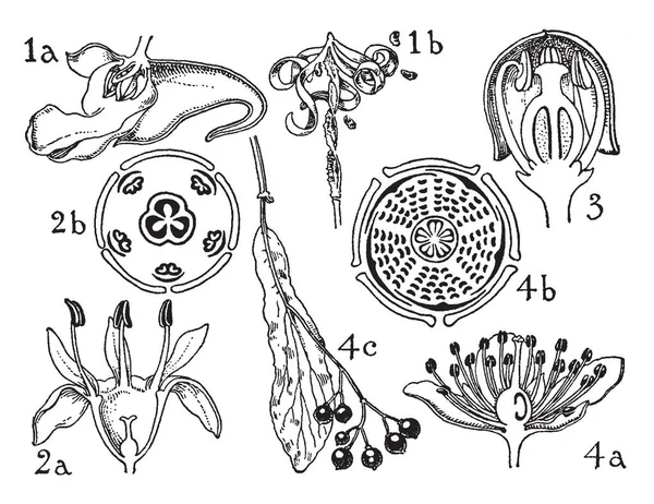 这张图片显示了花朵 椭圆形的所有部分 这张图片显示了花卉的生长过程 复古线条画或雕刻插图 — 图库矢量图片