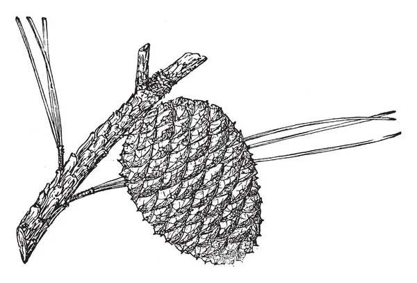 这是一个松树锥的沼泽松树 它是小和圆的形状 复古线条画或雕刻插图 — 图库矢量图片