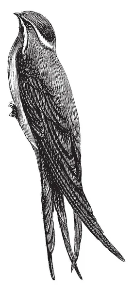 Cliff Καταπίνει Αναγνωρίζεται Από Τους Μακριά Δειγμένα Φτερά Διχαλωτή Ουρά — Διανυσματικό Αρχείο