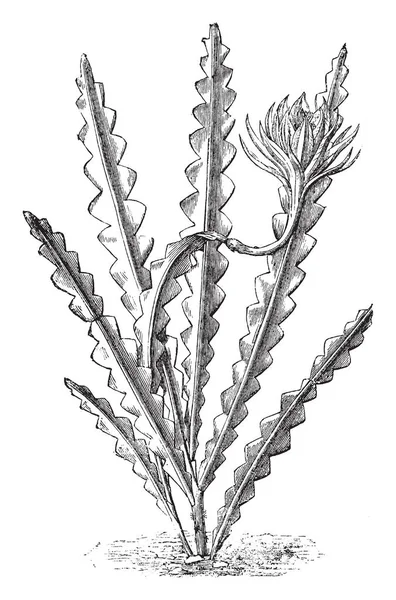 Фотография Показывает Phyllocactus Anguliger Который Известен Кактус Рыбной Кости Зигзаг — стоковый вектор