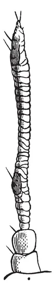 Grape Root Louse Phylloxera Vasta Винтажный Рисунок Линии Эскизная Иллюстрация — стоковый вектор