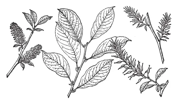 在这张图片中有三种叶子 也被称为柳 Bebbiana 一个喙柳树的分支 原产于加拿大和美国北部 复古线条画或雕刻插图 — 图库矢量图片