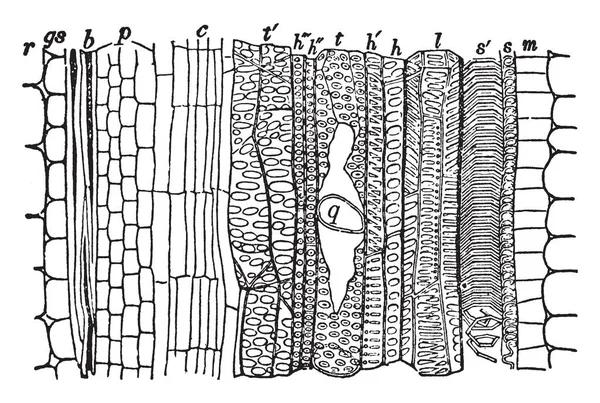 線維血管バンドル ビンテージ ライン描画または彫刻の図の縦セクションを示す画像 — ストックベクタ