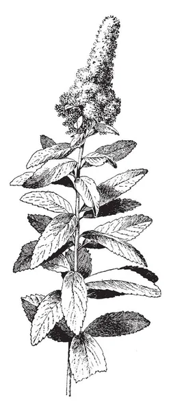 显示绣线菊 Douglasii 的图像 这是一个属于蔷薇科家族的开花植物品种 它原产于北美洲西部 它有大簇的小粉红色的花朵 复古线条画或雕刻插图 — 图库矢量图片
