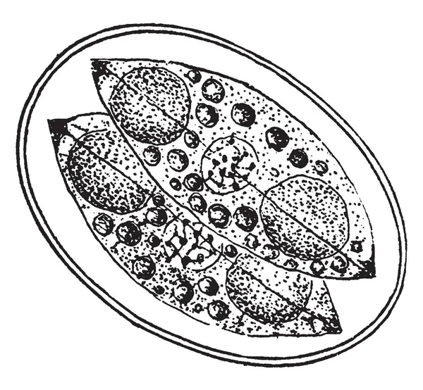 Illustrazione Della Formazione Capsule Due Sporoblasti Cyclospora Cayetanensis Illustrazione Linee — Vettoriale Stock