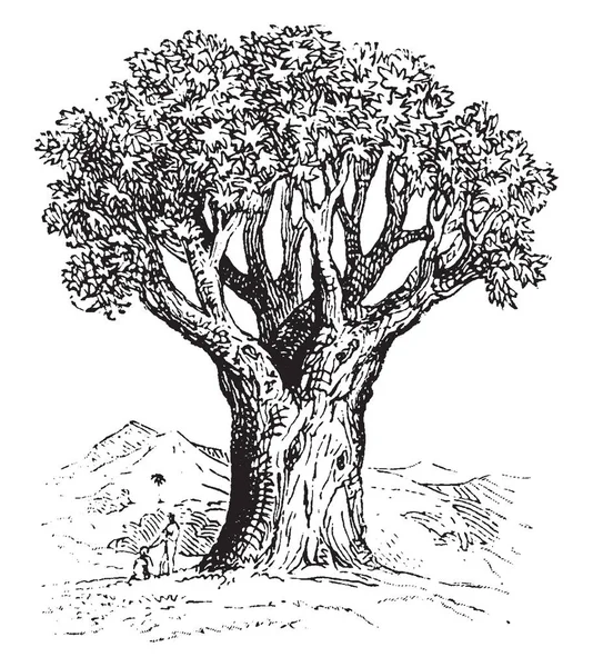 Obrázek Pár Sezení Pod Dračí Strom Při Pohledu Velikost Dvojice — Stockový vektor
