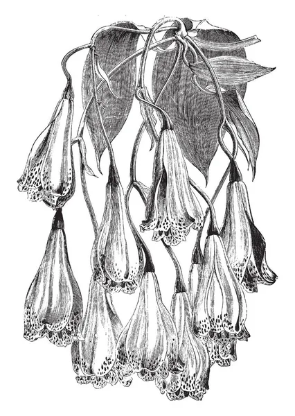 Diese Bomarea Carderi Ist Eine Florale Traube Der Form Der — Stockvektor