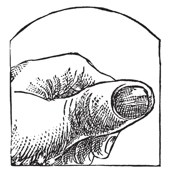 Pulgar Dedo Con Mano Humana Dibujo Línea Vintage Ilustración Grabado — Archivo Imágenes Vectoriales