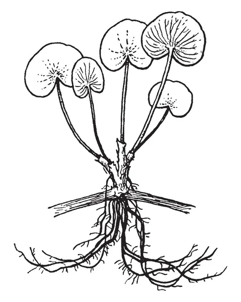 Immagine Mostra Pianta Heteranthera Foglie Sono Orbicolari Galleggianti Immagine Che — Vettoriale Stock