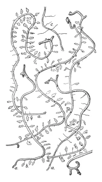 マツカブトムシはキクイムシ中央ブリティッシュ コロンビア州 ヴィンテージの線描画や彫刻イラストにメキシコから北アメリカ西部の森林に原産の種 — ストックベクタ