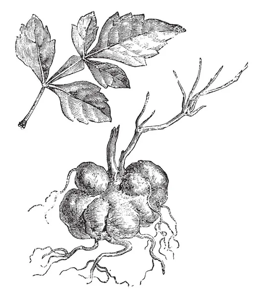 画像には みられた Napiformis 植物の葉と塊茎が示しています 葉が連続 鋭い歯および塊茎カブ ビンテージの線描画や彫刻イラストのように — ストックベクタ