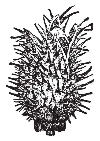 Thorn Apple Bud Uma Cápsula Espinhosa Longa Larga Sementes São —  Vetores de Stock