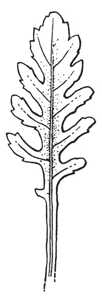 この写真は Rorippa の葉を示します センチまでであり 深く切れ込んだエッジ ビンテージの線描画や彫刻イラストに歯 — ストックベクタ