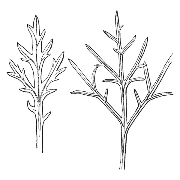 Obrázek Ukazuje Chryzantéma Dlouhou Úzkou Laločnaté Listy Květy Bázi Nažloutlé — Stockový vektor