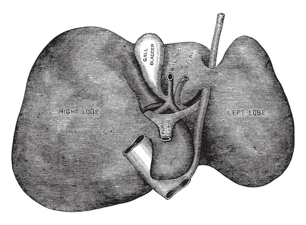 Questa Illustrazione Rappresenta Pancreas Disegno Linea Vintage Incisione Illustrazione — Vettoriale Stock