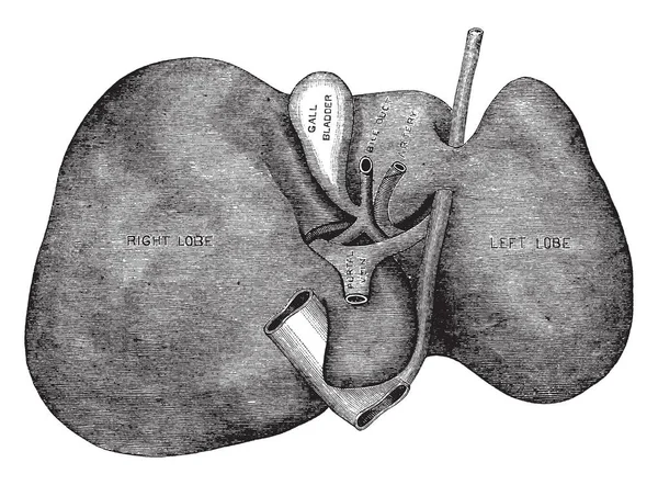 Cette Illustration Représente Pancréas Dessin Ligne Vintage Illustration Gravure — Image vectorielle