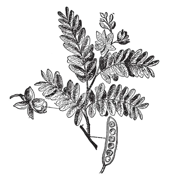 Arbre Tropical Famille Des Légumineuses Dont Les Gousses Sont Utilisées — Image vectorielle