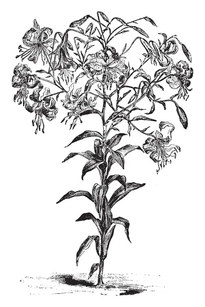 ササユリなかロセウムは ローズ色の花 彼ら植物が フィート背が高く ヴィンテージの線描画や彫刻のイラスト 月への 月の花 — ストックベクタ