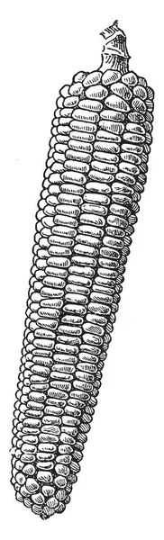 Denna Bild Majs Kallas Majs Detta Det Första Kornet Människorna — Stock vektor