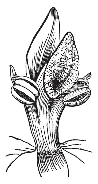 그림을 보여주는 Stamens 밥으로 유나이티드는 Stamen 이들은 빈티지 — 스톡 벡터