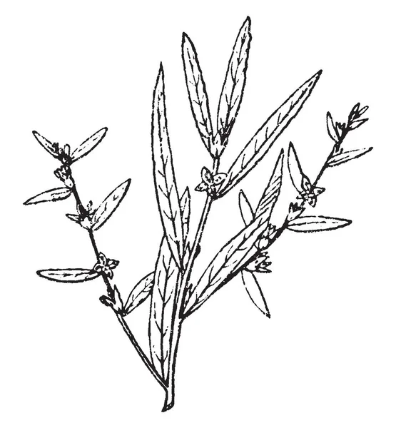 Ludwigia Είναι Ένα Είδος Των Υδρόβιων Φυτών Έχει Πολύ Ζωηρόχρωμο — Διανυσματικό Αρχείο