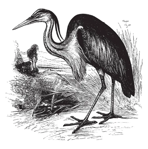 Gray Heron Κυμαίνεται Από Την Μέση Και Νότια Ευρώπη Μέρη — Διανυσματικό Αρχείο