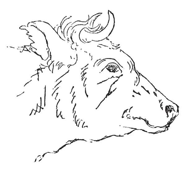 公牛是最常见的类型的大型驯化有蹄类动物 复古线条画或雕刻插图 — 图库矢量图片