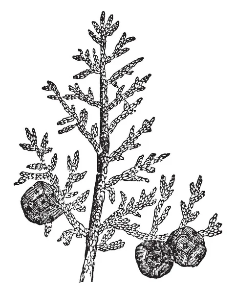 Αυτή Εικόνα Δείχνει Υποκατάστημα Της Δέντρο Κυπαρισσιών Φρούτα Φύλλα Εκλεκτής — Διανυσματικό Αρχείο