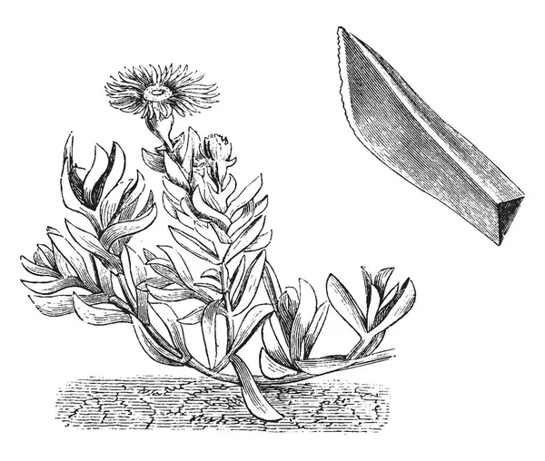 Zdjęcie Pokazuje Mesembryanthemum Kwiaty Acinaciforme Duże Bardzo Krzykliwe Jest Jasne — Wektor stockowy