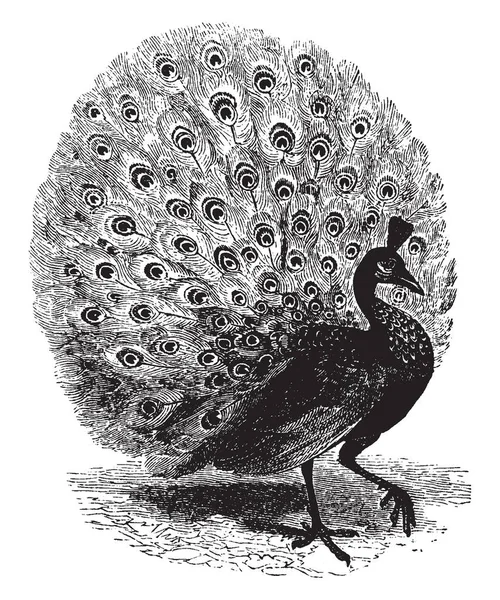 Una Imagen Pavo Real Que Tiene Plumas Cola Muy Largas — Archivo Imágenes Vectoriales