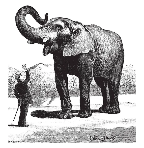 Jumbo Est Grand Éléphant Bush Africain Célèbre Utilisé Dans Cirque — Image vectorielle