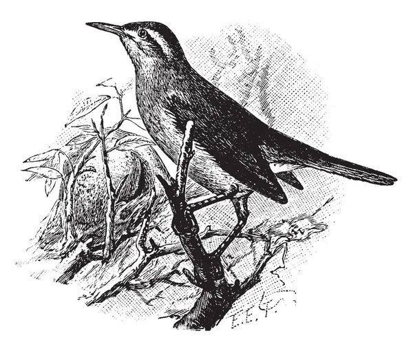 Wing Banded Hornero Species Bird Family Furnariidae Ovenbirds Vintage Line — Stock Vector