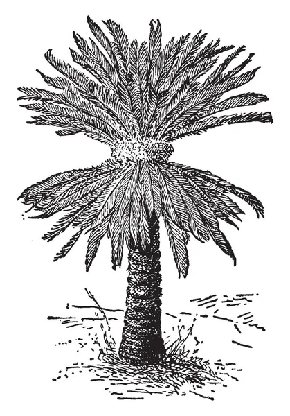 用于装饰房屋的园林植物 在图片中 Sago Palm 有两个王冠 复古线画或雕刻插图 — 图库矢量图片