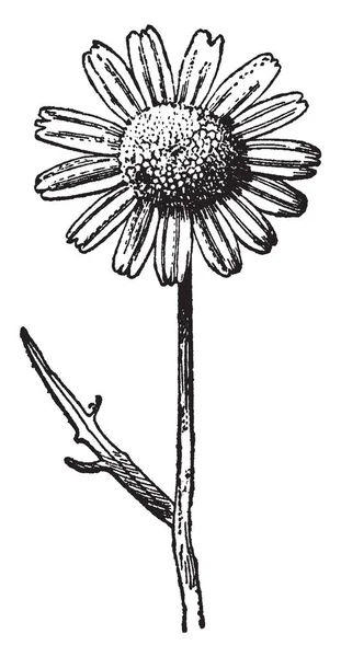 Actinolepis 冠状动脉花的形象 花有许多花瓣和茎长 复古线条画或雕刻插图 — 图库矢量图片
