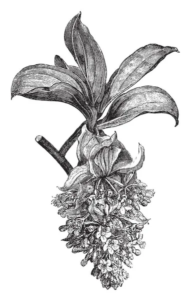 그림의 Medinilla Magnifica 이며이 식물은 빈티지 — 스톡 벡터