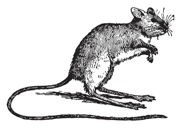 Skákání Myš Nejrozšířenější Myš Podčeledi Zapodinae Vintage Kreslení Čar Nebo — Stockový vektor