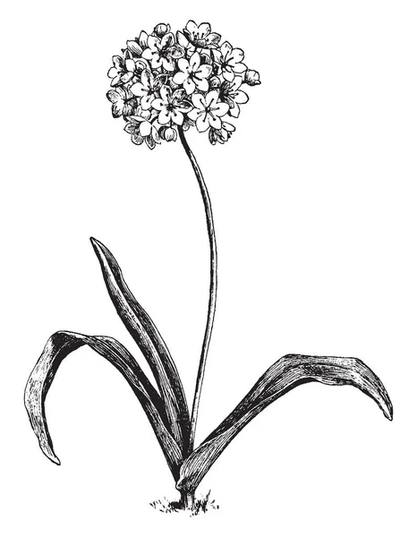 Allium Neapolitanum Belonging Onion Subfamily Has Long Narrow Leaves Large — Stock Vector