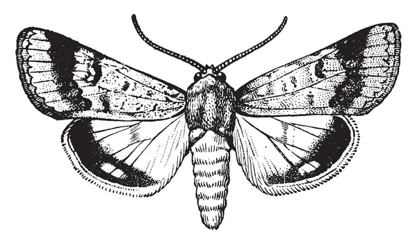 Gusano Algodón Adulto Que Está Forma Polilla Dibujo Línea Vintage — Archivo Imágenes Vectoriales