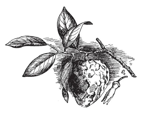 Une Photo Fruits Cherimoya Forme Est Similaire Litchi Fruit Dessin — Image vectorielle